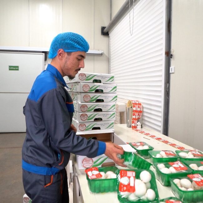 Hiwa Mushroom Farm
