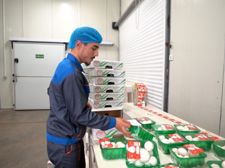 Hiwa Mushroom Farm