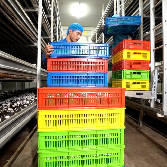Hiwa Mushroom Farm