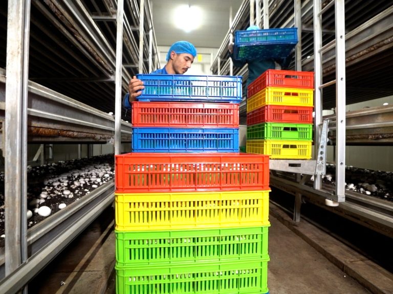Hiwa Mushroom Farm