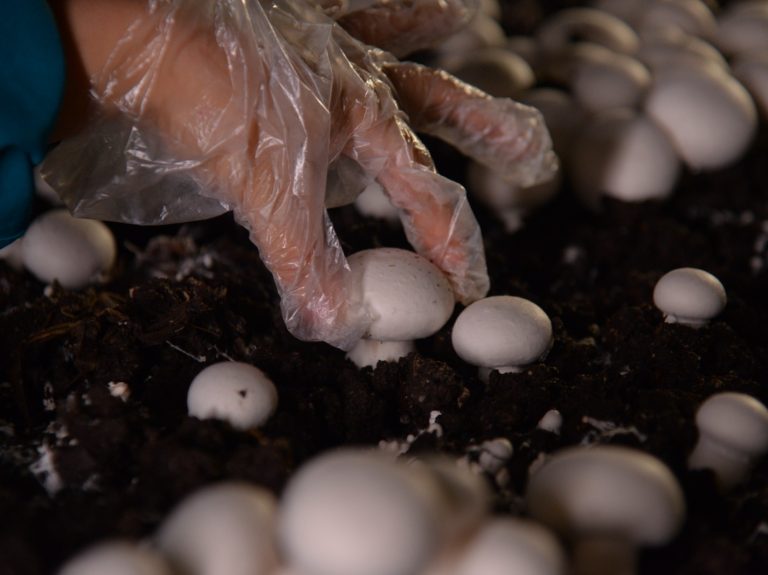 Hiwa Mushroom Farm