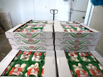 Hiwa Mushroom Farm
