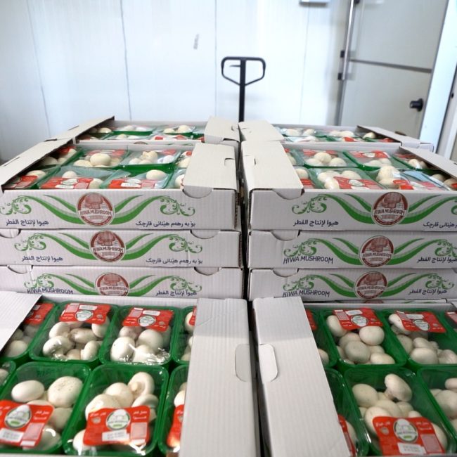 Hiwa Mushroom Farm