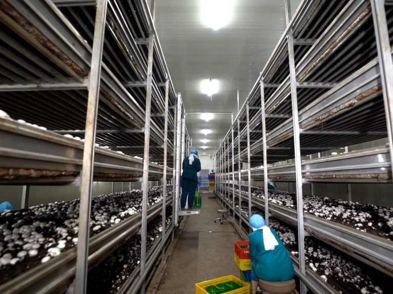 Hiwa Mushroom Farm